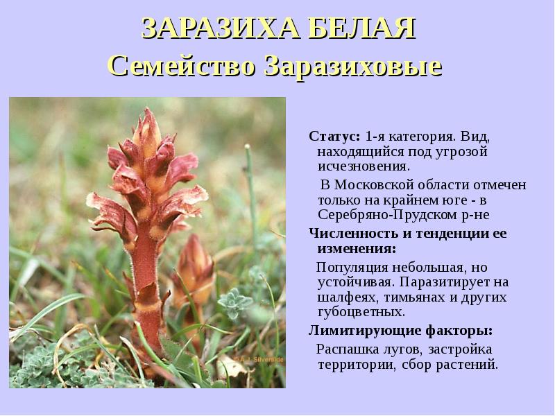 Красная книга липецкой области растения фото