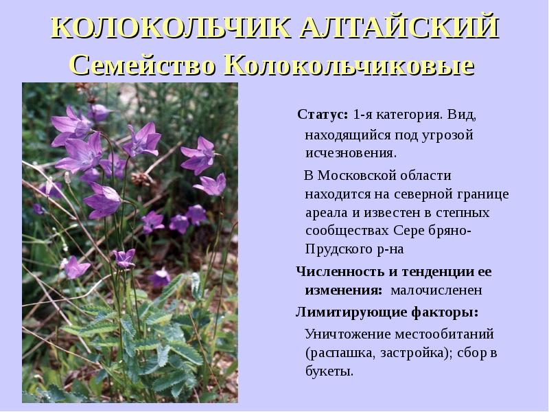 Растения подмосковья фото и описание