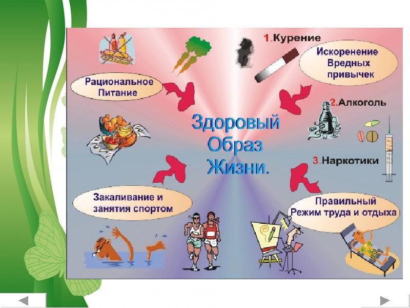 Здоровый образ жизни реферат. Книга основы здорового образа жизни.