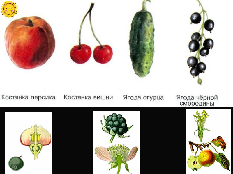 Плод костянка растение. Костянка плод рисунок. Огурец это ягода. Корневой плод на букву и. Корни и плоды поста.