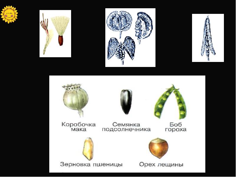 Плод пшеницы семянка