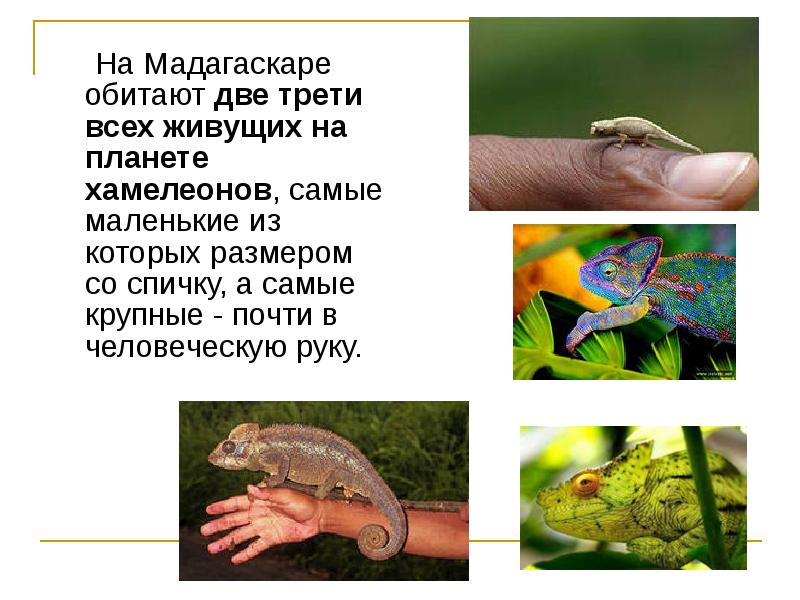 На Мадагаскаре обитают две трети всех живущих на планете хамелеонов, самые На Мадагаскаре обитают две трети всех живущих на планете хамелеонов, самые
