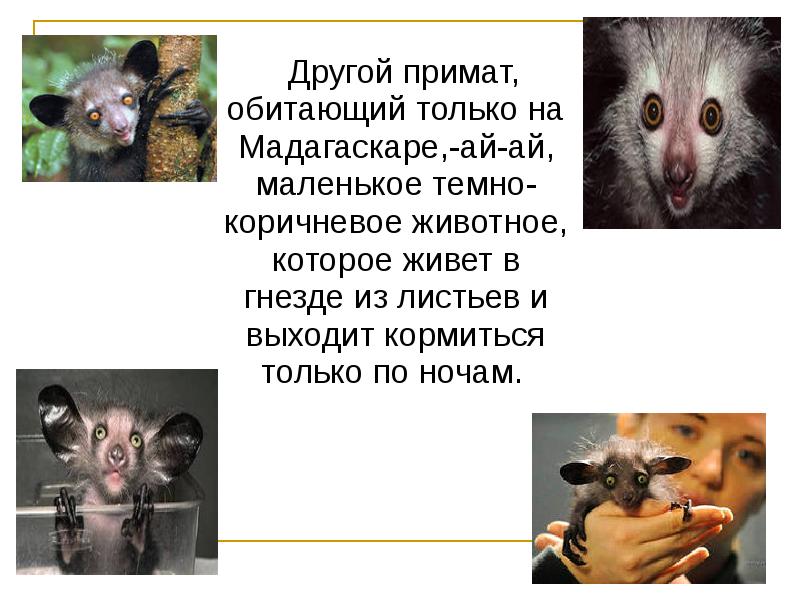 Другой примат, обитающий только на Мадагаскаре,-ай-ай, маленькое темно-коричневое животное, которое живет Другой примат, обитающий только на Мадагаскаре,-ай-ай, маленькое темно-коричневое животное, которое живет