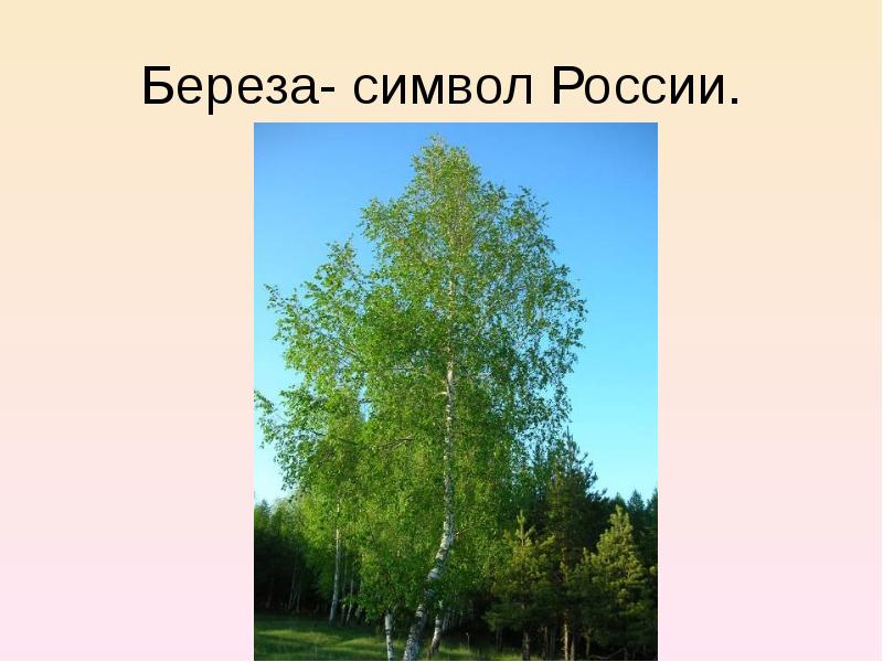 Русская берёзка символ России. Дерево символ нашей Родины. Береза символ. Березка основа