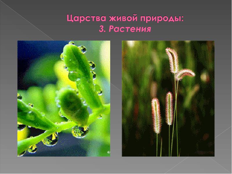 Передвижение многоклеточных. Многоклеточные растения. Подцарства живой природы. 3 Многоклеточных растений. Тритон обыкновенный Подцарство.