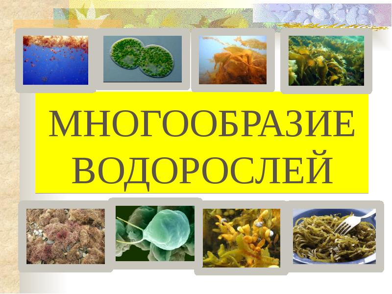 Многообразие водорослей