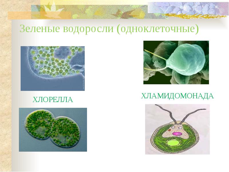 Одноклеточные водоросли хлореллы. Одноклеточные водоросли хламидомонада и хлорелла. Одноклеточные зеленые водоросли.