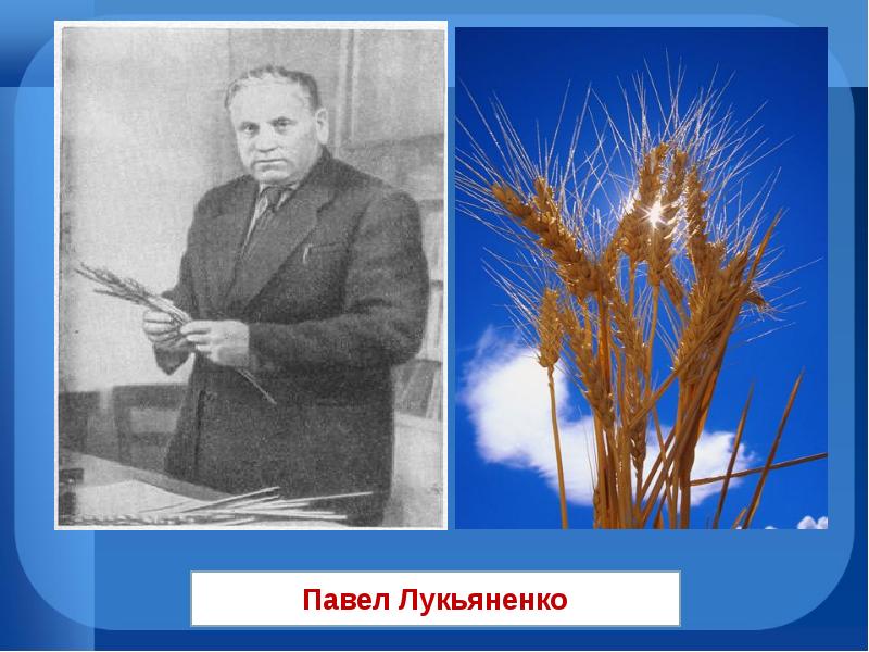 Академика лукьяненко п п. Лукьяненко труженик Кубани. П П Лукьяненко достижения.