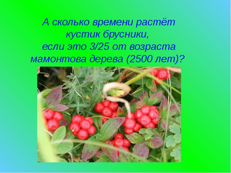 Можно поебаться в брусничных кустах. Брусничный кустик Главная мысль. Брусничный куст ШИМ. Брусничный кустик ШИМ Главная мысль.