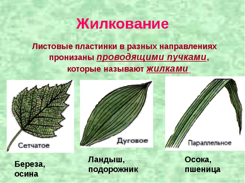 Сетчатое жилкование листьев какие растения