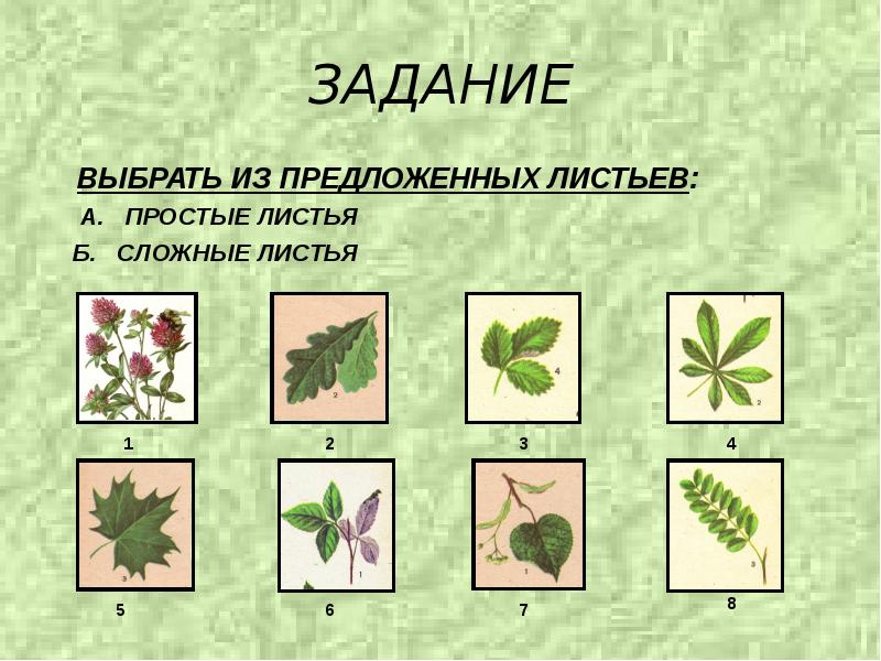 Сложные растения. Сложные листья. Простые и сложные листья. Задание по биологии простые листья. Сложные и простые листья биология.