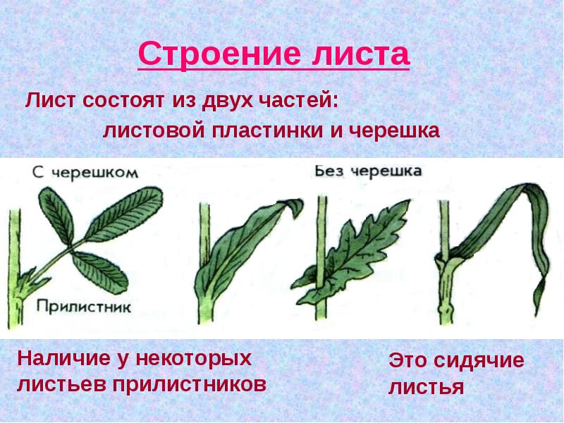 Лист биология презентация