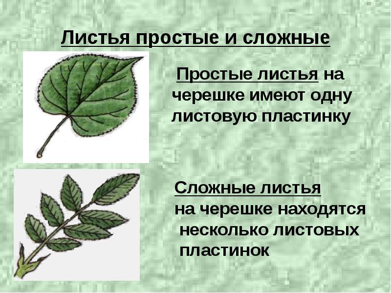 Чем отличается лист от других растений. Простые и сложные листья. Простой Лиат и сдожный. Строение листа простые и сложные листья. Сложные и простые листья биология.