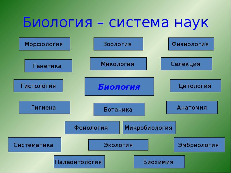 Схема биологические науки