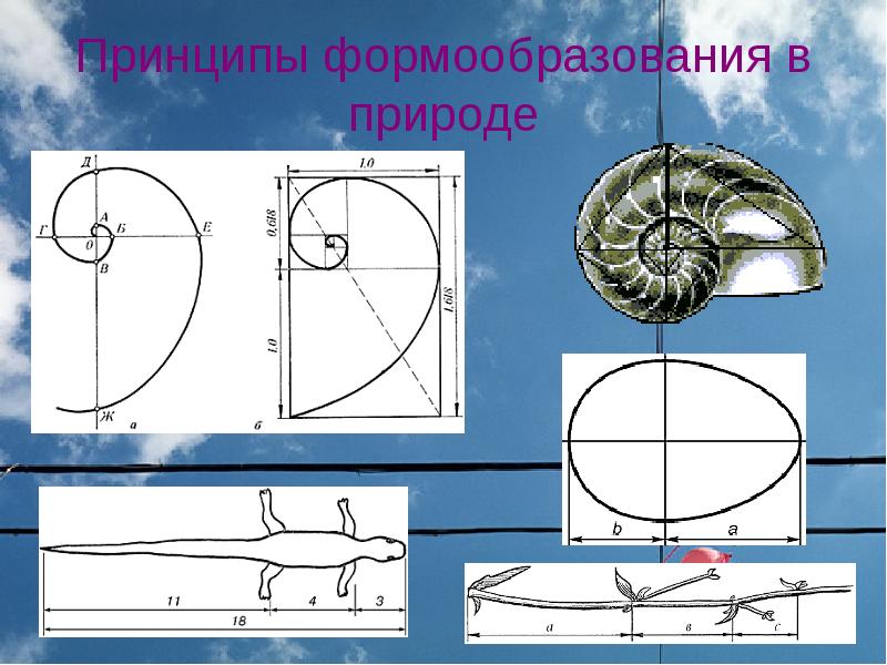 Золотое сечение в природе и искусстве презентация