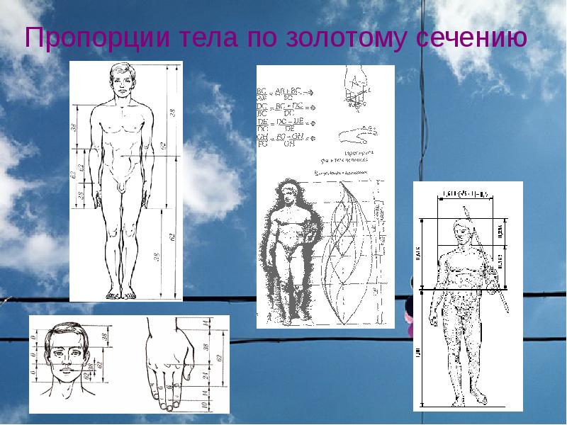 Исследовательский проект золотое сечение