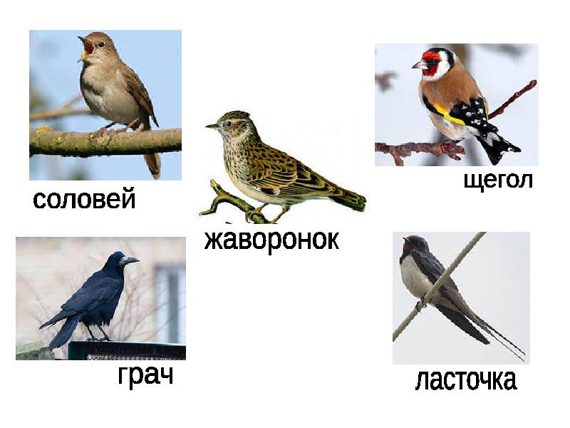 обои на рабочий стол щегол. щегол ягоды. щегол соловей. щегол соловей. птица чиж и овсянка.