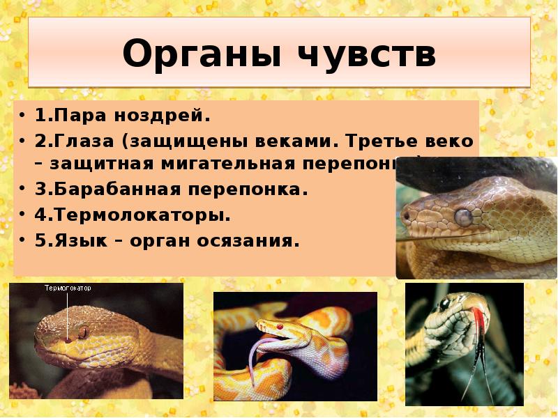 Отличие рептилий от земноводных