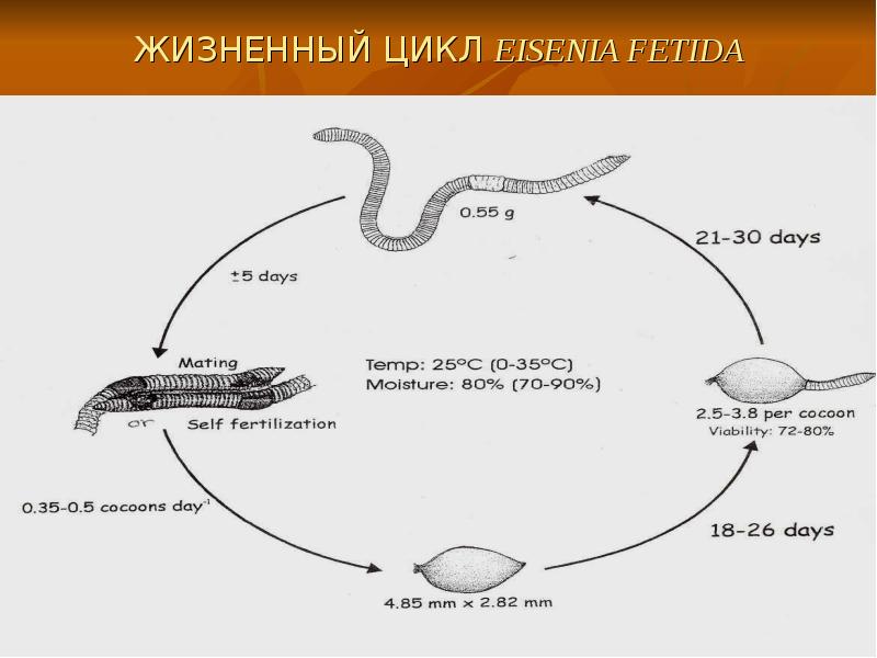 Жизненный цикл какого червя изображен на рисунке