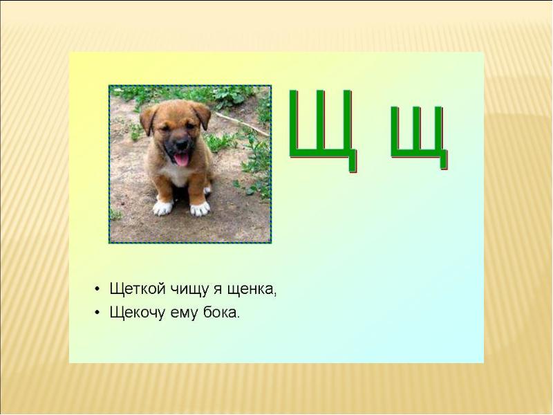 Знакомство с буквой щ презентация. Щ щенок он очень мал. Дифференциация ч-щ презентация. Буква щ щенок. Звук щ, буква щ презентация учителя-логопеда.