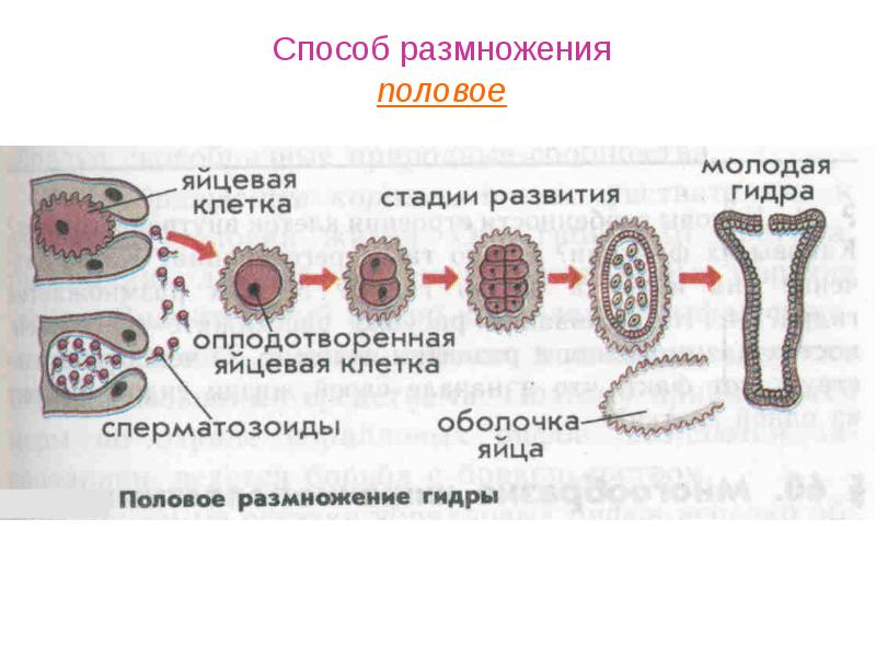 Презентация размножение человека