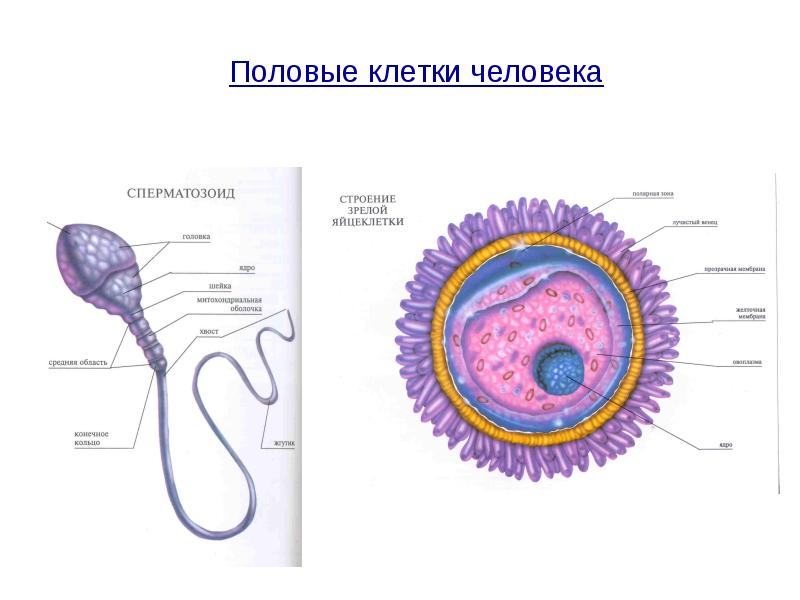 Презентация по биологии 8 класс размножение человека