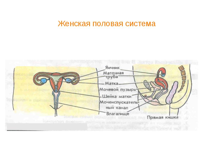Пол мужской и женский. Gender signs. Женский пол человека является. Значок мужского пола и женского. Значок унисекс.