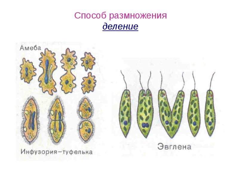 Способ размножения деление. Половое размножение людей. Размножение в органическом мире. Половое размножение способ деления.