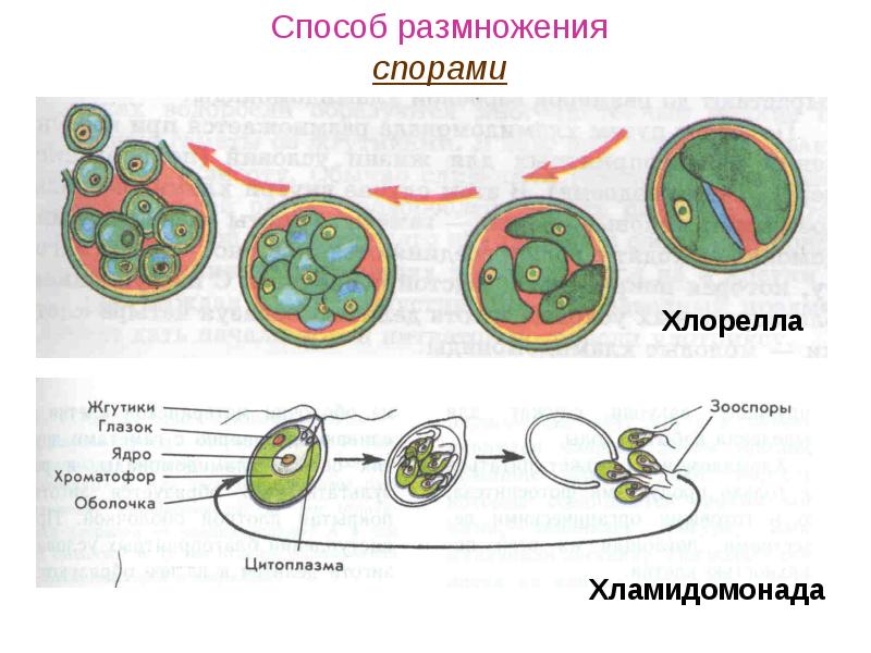 Презентация по биологии 8 класс жизненные циклы размножение человека