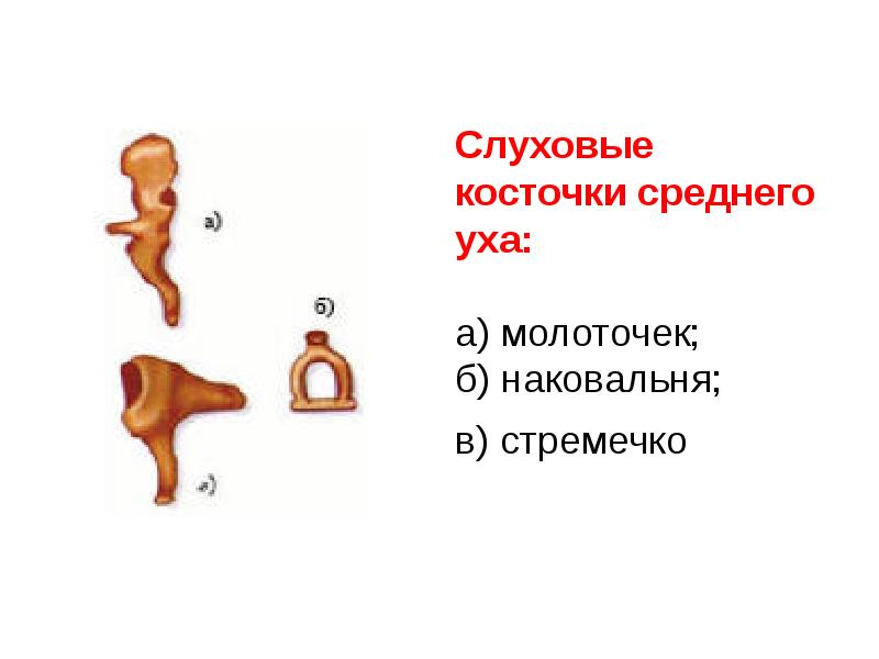 Слуховые косточки расположены в каком ухе. Стремечко строение и функции. Функции слуховых косточек молоточка наковальни и стремечка. Строение уха молоточек наковальня.