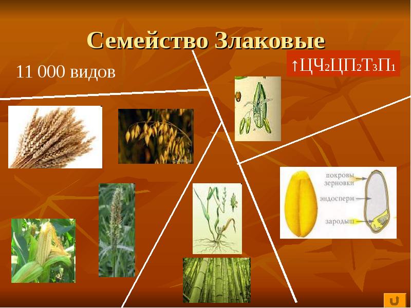 Пшеница это однодольное или двудольное. Однодольные семейство злаковые. Класс Однодольные семейство злаковые. Однодольные злаковые растения. Однодольные злаковые представители.