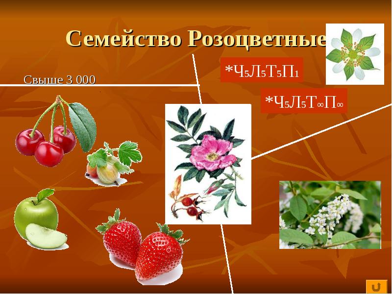 Семейства розоцветные картинки