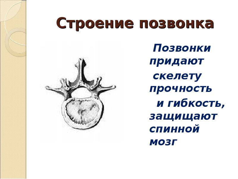 Строение позвонка. Строение позвонка 8 класс Пасечник. Строение типичного позвонка. Общий план строения позвонка. Каково строение позвонка?.