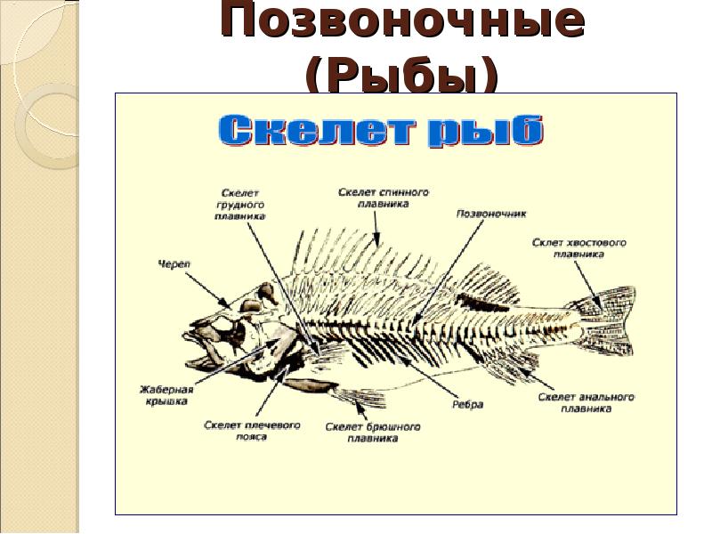 1 из каких отделов состоит скелет рыбы