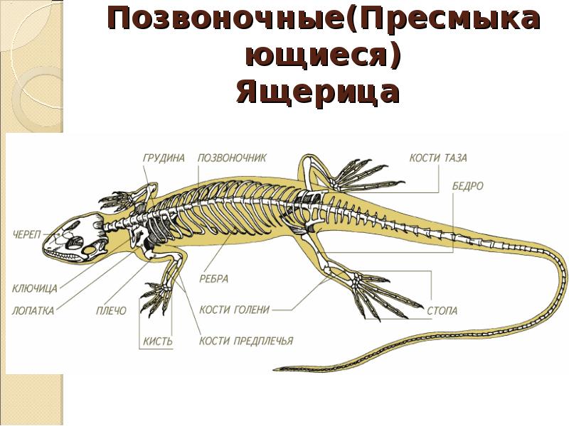 Ящерица рисунок биология