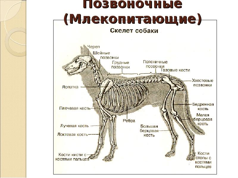 Класс млекопитающие внешнее и внутреннее строение урок по биологии 7 класс презентация