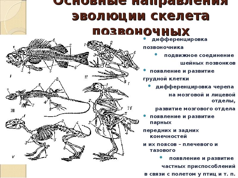 Схема правильно отражающая место птиц в эволюции позвоночных животных это рыбы пресмыкающиеся