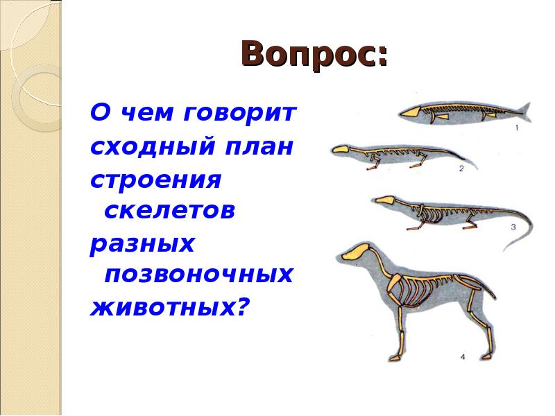 Определили позвоночных животных. Строение скелета позвоночных животных. План строения скелета позвоночных. План строения животных. О чем говорит сходный план строения скелетов разных позвоночных.