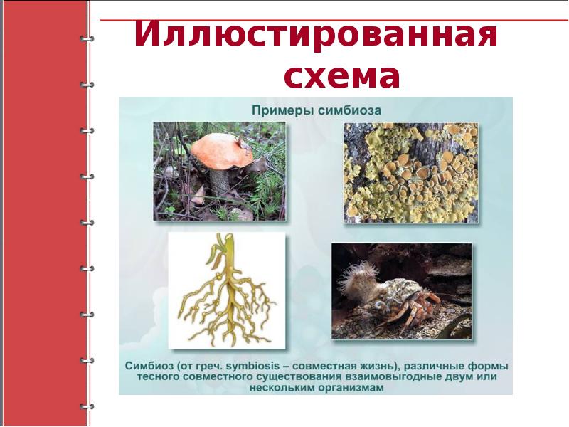 Симбиоз организм. Симбиоз примеры. Примеры симбиоза в природе. Симбиоз примеры животных. Примеры симбиоза в природе у животных.