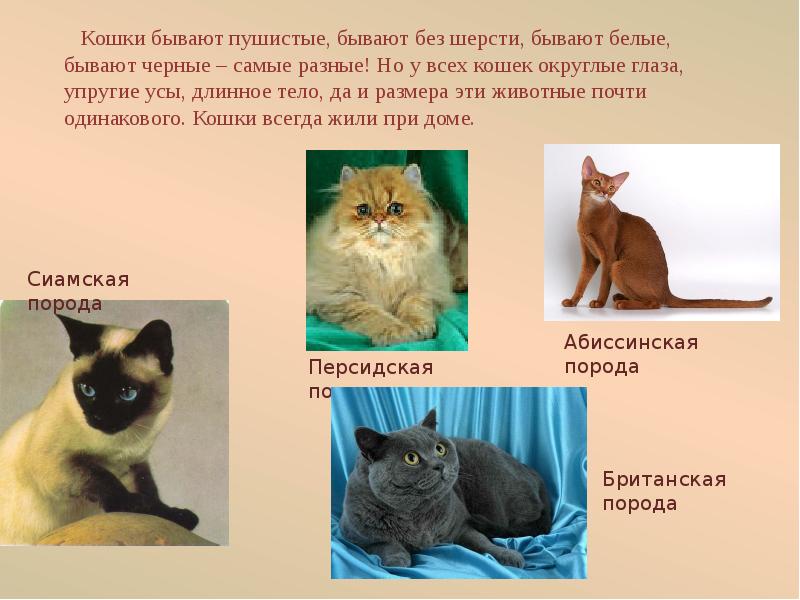 Кошки презентация для детей