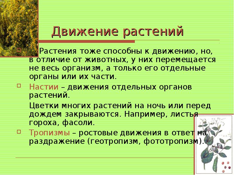 Презентация на тему движение растений 6 класс