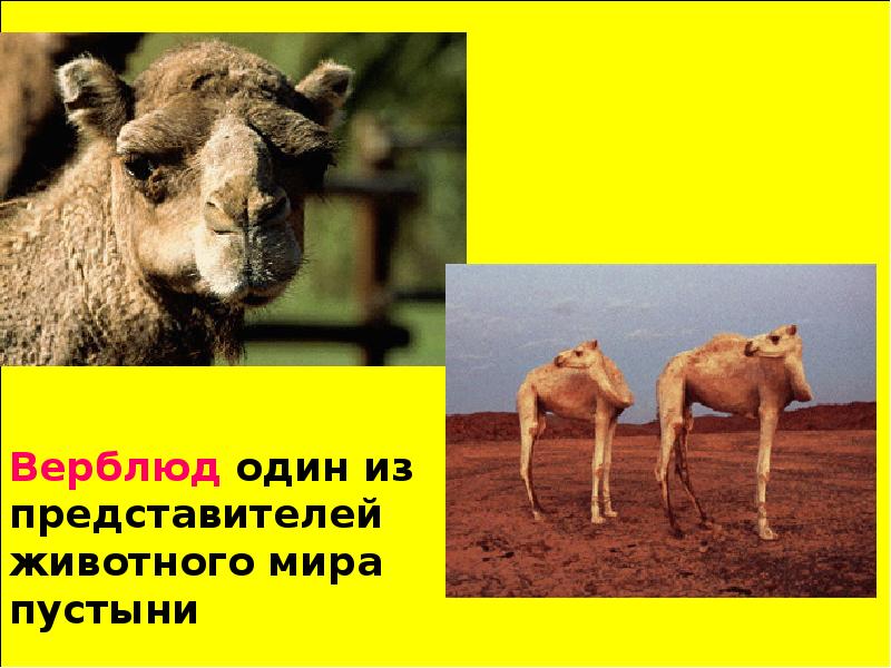 Разнообразие природы африки 7 класс презентация. Главный представитель животного мира пустыни. животный мир африки презентация верблюд.