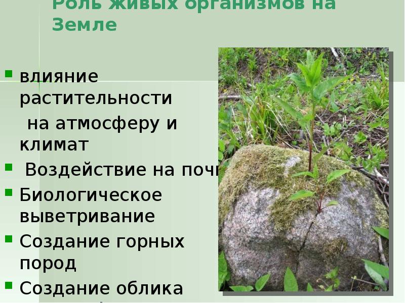 Роль живого в природе 5 класс кратко. Роль живых организмов на земле. Роль живых организмов в природе. Роль живых организмов в жизни. Роль живых организмов в жизни земли.