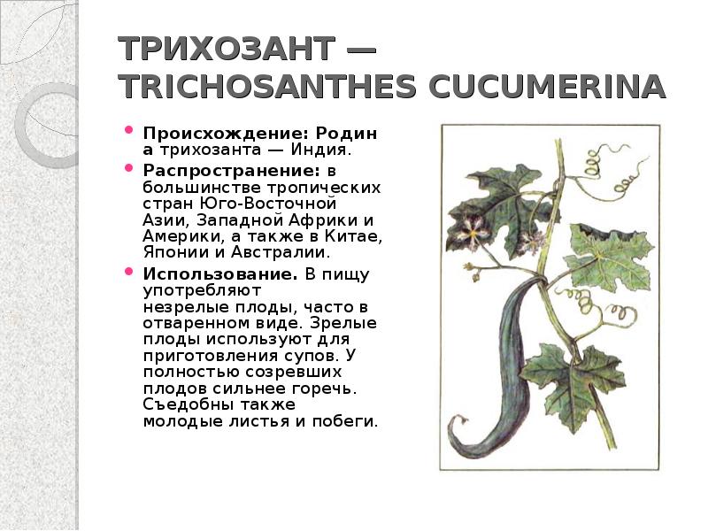 Прядильные культуры