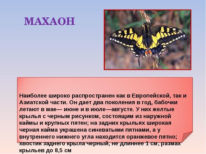 Сообщение первые бабочки 2 класс окружающий мир. Доклад про бабочку. Рассказ о бабочке. Рассказать о бабочке. Доклад на тему бабочки.