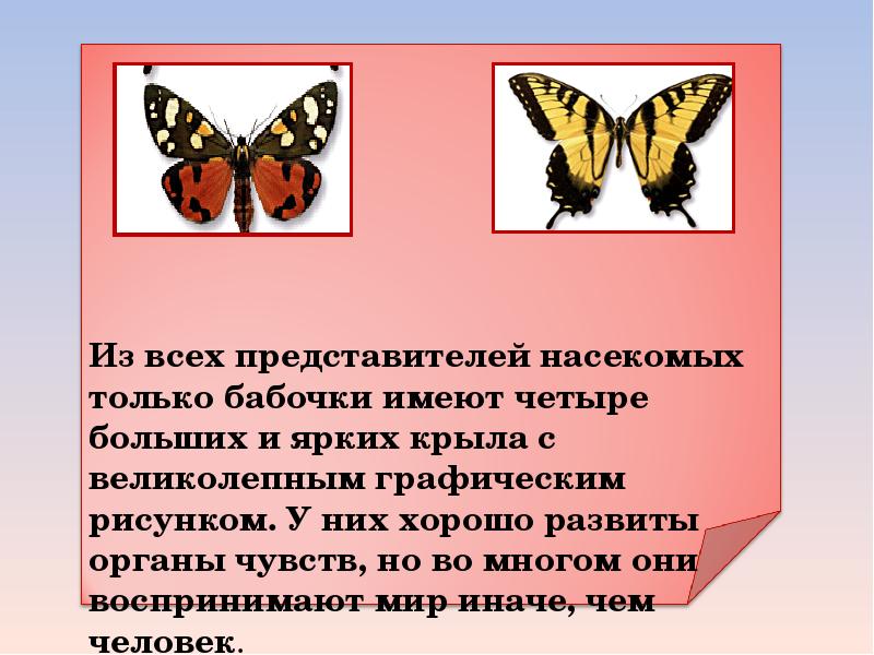 Сведения о бабочках 2 класс окружающий мир. Презентация на тему бабочки. Доклад про бабочку. Бабочки для презентации. Бабочки 2 класс.