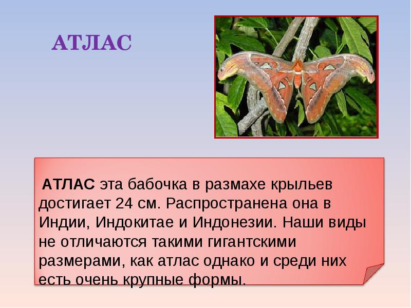 Сведения о бабочках окружающий мир. Презентация на тему бабочки. Доклад про бабочку. Презентация про бабочек 2 класс. Бабочки для презентации.