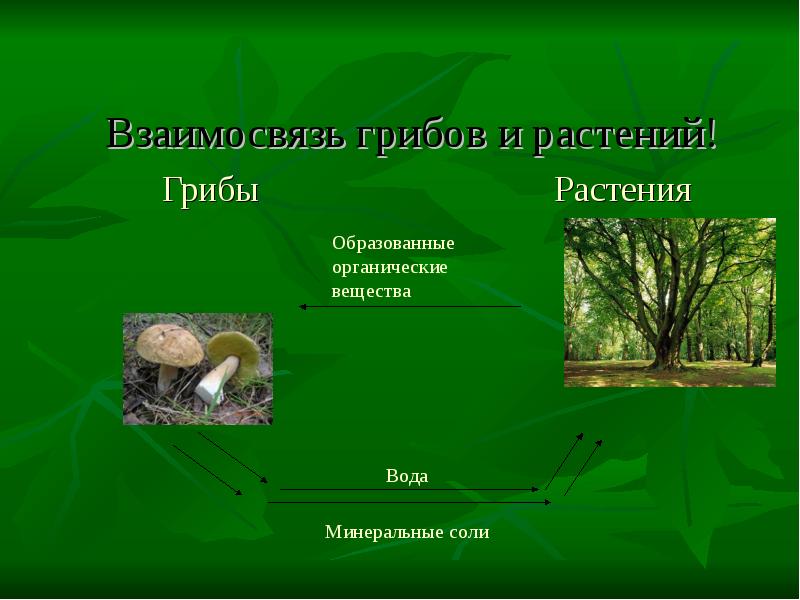 Типы отношений между растениями. Взаимоотношения между растениями и грибами. Взаимосвязь между растениями и грибами. Взаимосвязь растений и грибов. Грибы и растения взаимоотношения.