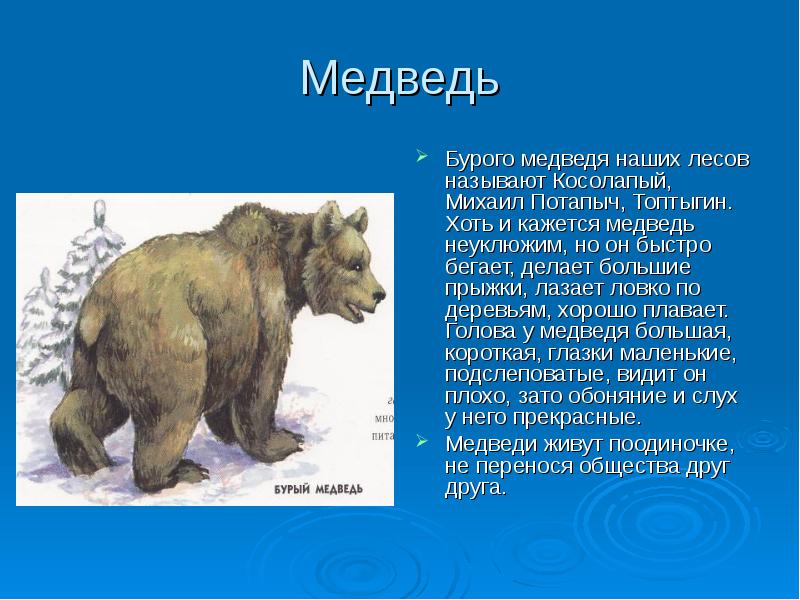 Рисунки описание животных. Рассказ о медведе. Описание медведя для детей. Проект Дикие животные медведь. Медведь описание животного для детей.