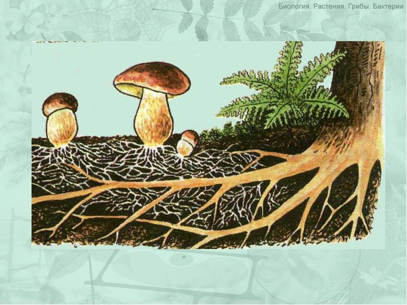 Шляпочный гриб и дерево. Грибная микориза. Царство грибов мицелий. Грибница гриба. Гриб с грибницей рисунок для детей.